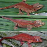Red Striped Gargoyle Gecko HOLDBACK