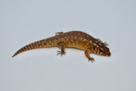 Hosmer's spiny-tailed skink