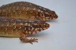 Hosmer's spiny-tailed skink