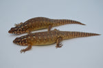 Hosmer's spiny-tailed skink