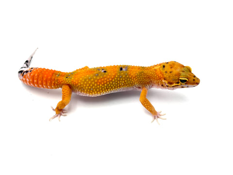 Emerine/Firebold Tangerine Leopard Gecko