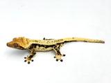 Whitewall Pinstripe Crested Gecko (Emily Burke line)