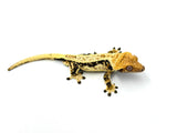 Whitewall Pinstripe Crested Gecko (Emily Burke line)