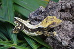 Dark and White Pinstripe Crested Gecko (Emily Burke lines)