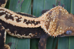 Tangerine Whiteout Emptyback Pinstripe Crested Gecko (BlackJack offspring)