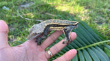 Emptyback Quadstripe Crested Gecko "Corporate Steve"