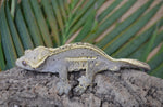 Super? Emptyback Quadstripe Dalmatian Crested Gecko