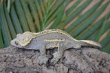 Super? Emptyback Quadstripe Dalmatian Crested Gecko