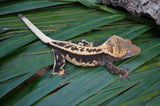 Tangerine Whiteout Emptyback Pinstripe Crested Gecko (BlackJack offspring)