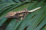 Tangerine Whiteout Emptyback Pinstripe Crested Gecko (BlackJack offspring)