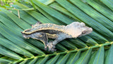 Emptyback Quadstripe Crested Gecko "Corporate Steve"