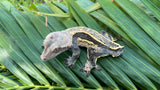 Emptyback Quadstripe Crested Gecko "Corporate Steve"