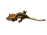 Emptyback Pinstripe Crested Gecko