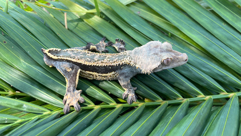 Emptyback Quadstripe Crested Gecko "Corporate Steve"
