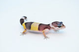 West Indian Leopard Gecko