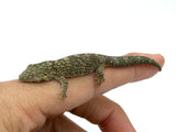 Western Chameleon Gecko (Eurydactylodes occidentalis)