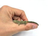 Western Chameleon Gecko (Eurydactylodes occidentalis)