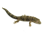 Western Chameleon Gecko (Eurydactylodes occidentalis)
