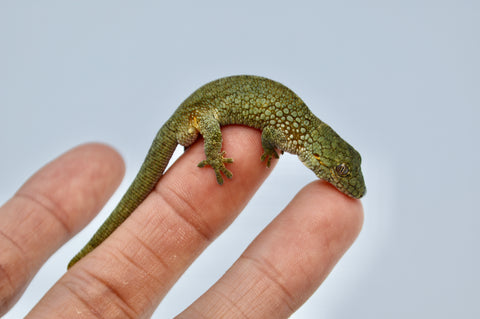 Western Chameleon Gecko (Eurydactylodes occidentalis)