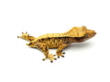 Extreme Harlequin Crested Gecko