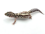 Extreme Bold Leopard Gecko Female