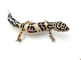 Extreme Bold Leopard Gecko Female