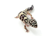 Extreme Bold Leopard Gecko Female