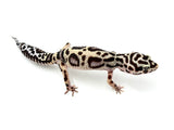 Extreme Bold Leopard Gecko Female