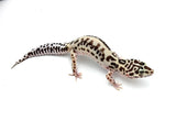 Extreme Bold Leopard Gecko Female