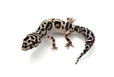 Extreme Bold Leopard Gecko Female