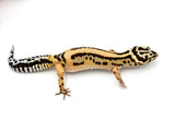 Extreme Bold Stripe Leopard Gecko Female