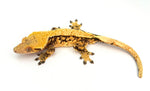 Extreme Harlequin Crested Gecko