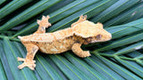 High Coverage Extreme Harlequin Crested Gecko