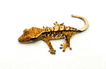 Creamy Extreme Harlequin Crested Gecko