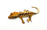 Creamy Extreme Harlequin Crested Gecko