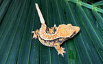 Extreme Harlequin Pinstripe Whiteout Crested Gecko (CRAZY COLOR)