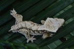 White Spot Red Extreme Harlequin Crested Gecko