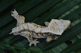 White Spot Red Extreme Harlequin Crested Gecko