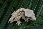 White Spot Red Extreme Harlequin Crested Gecko