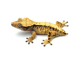 Extreme Harlequin Crested Gecko