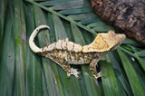 Extreme Harlequin Crested Gecko