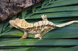 Extreme Harlequin Crested Gecko