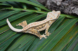 Extreme Harlequin Whitewall Pinstripe Crested Gecko