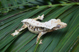 Extreme Harlequin Lilly White Crested Gecko