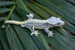 High Expression Lilly White Pinstripe Crested Gecko