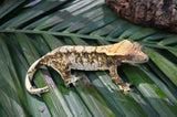 Extreme Harlequin Crested Gecko