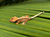 Tricolor Extreme Harlequin Crested Gecko