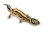 Extreme Bold Stripe Leopard Gecko Female