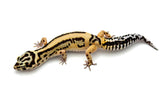 Extreme Bold Stripe Leopard Gecko Female