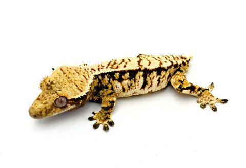 Extreme Harlequin Crested Gecko